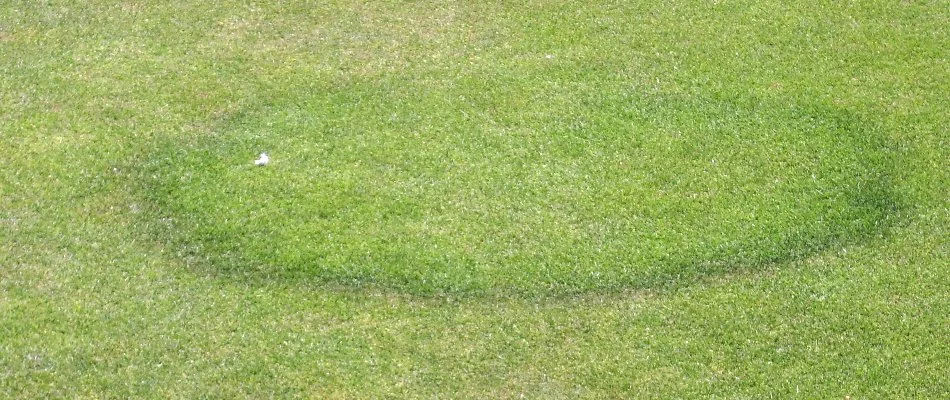Dark, faded ring on a lawn in Ada, MI.