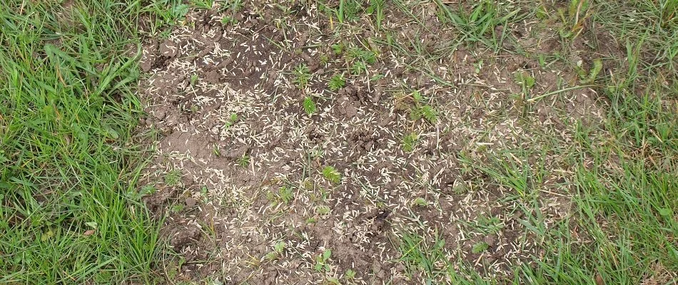 Grass seeds on the bare area of a lawn in Ada, MI.