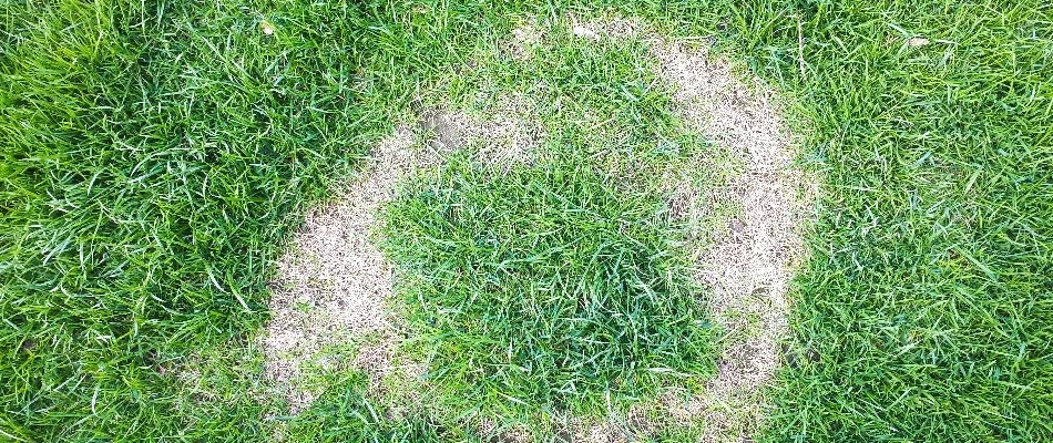 Light ring of discolored grass in Ada, MI.
