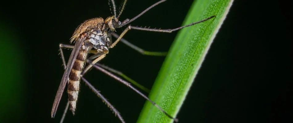 A green and orange 'Tuff Turf Mole Busters' van parked on a road in front of a large house, surrounded by a well-maintained lawn and landscaping