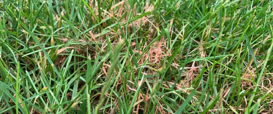 Reddish threads atop green grass in Ada, MI.