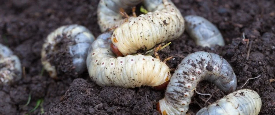 Soil with several grubs in Ada, MI.