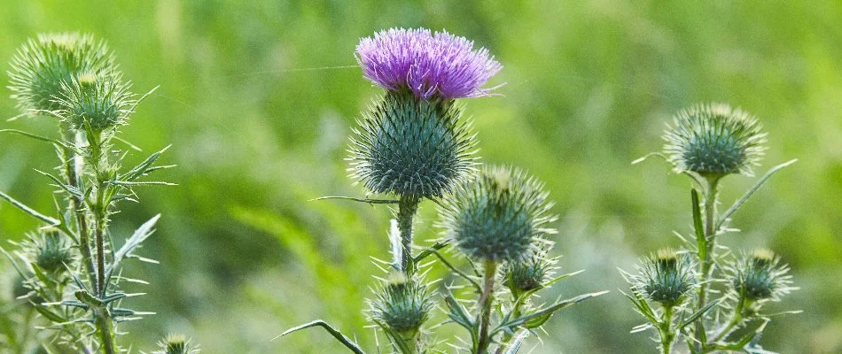 Thistle weeds on a lawn in Ada, MI.