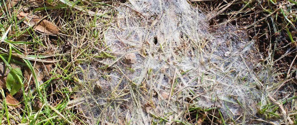 White growth on dead grass in Ada, MI.
