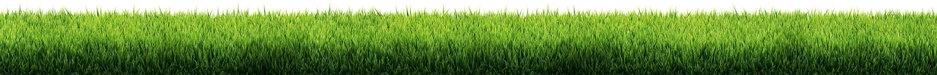 grass background texture