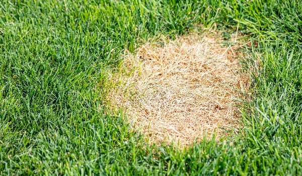 Patch of dead grass on a green lawn in Ada, MI.