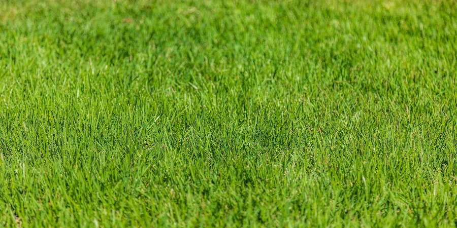 Lush green grass in a sunny area in Ada, MI.