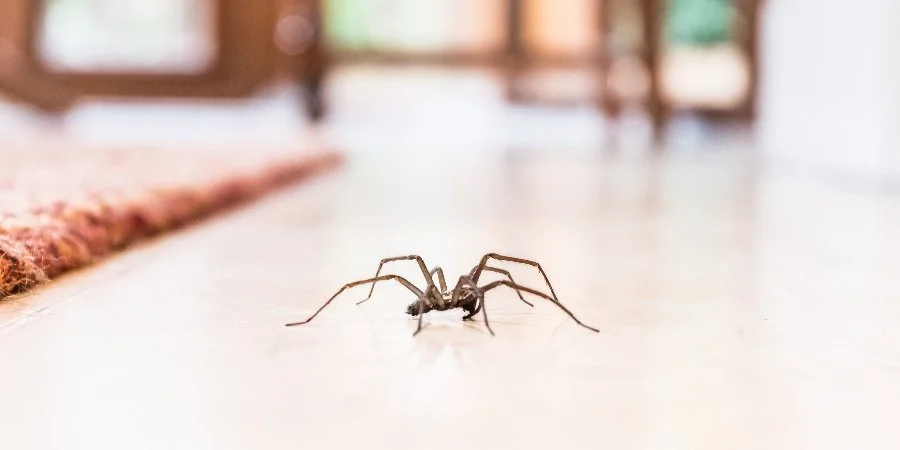 Spider on a floor with blurred background in Ada, MI.