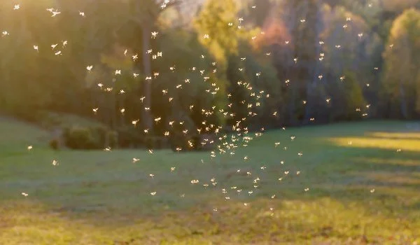 Swarm of insects in a sunlit field in Ada, MI.
