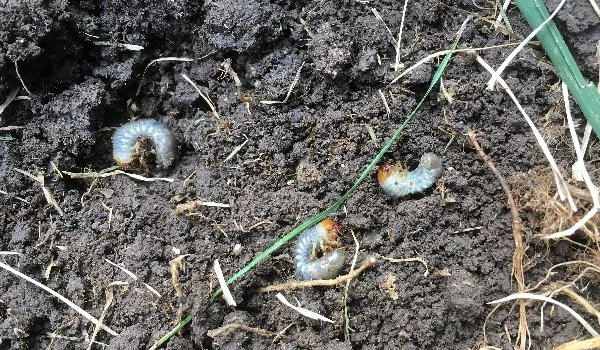 Grubs in soil among grass roots in Ada, MI.