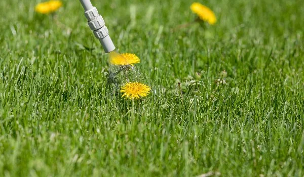 Spraying dandelions on a lawn with a nozzle in Ada, MI.